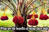 What are the benefits of eating dates daily