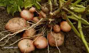 গোল আলু গাছ